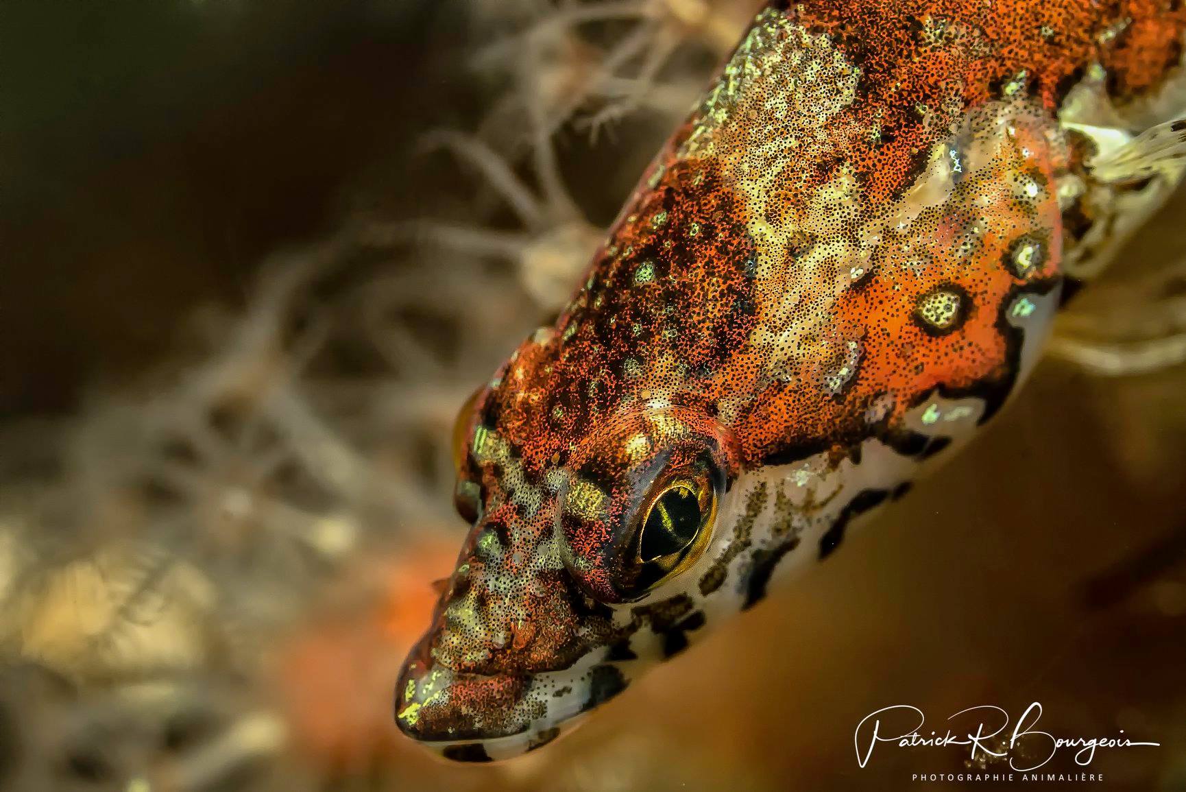 stichée arctique st-laurent